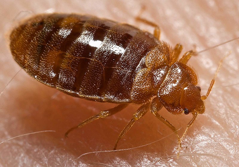 Bed Bugs Bedbugs Right-Away Pest Control Service