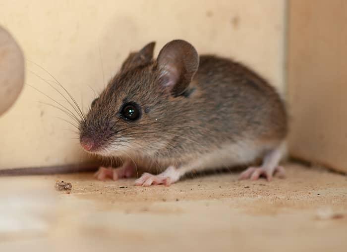 Rats Mice Mouse Rodents Right-Away Pest Control Service