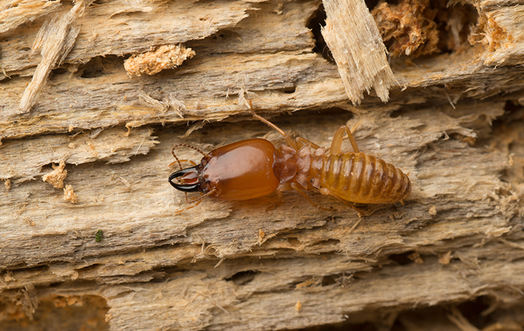 Termites Right-Away Pest Control Service